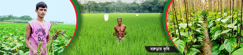বরুড়ার কৃষি
