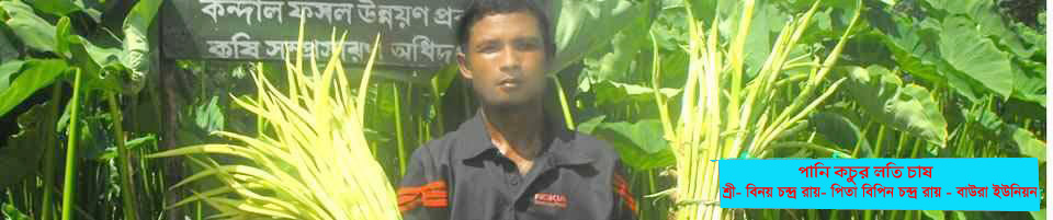 পানি কচুর লতি চাষ