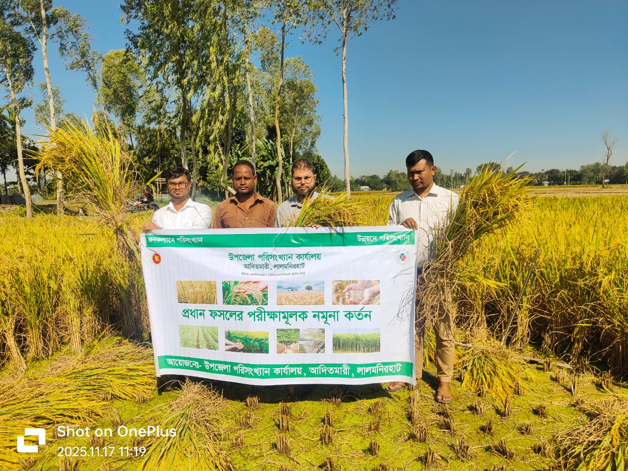 আমন ফসলের পরীক্ষামূলক নমূনা কর্তন ২০২৫