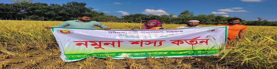 নমুনা শস্য কর্তন (আমন)