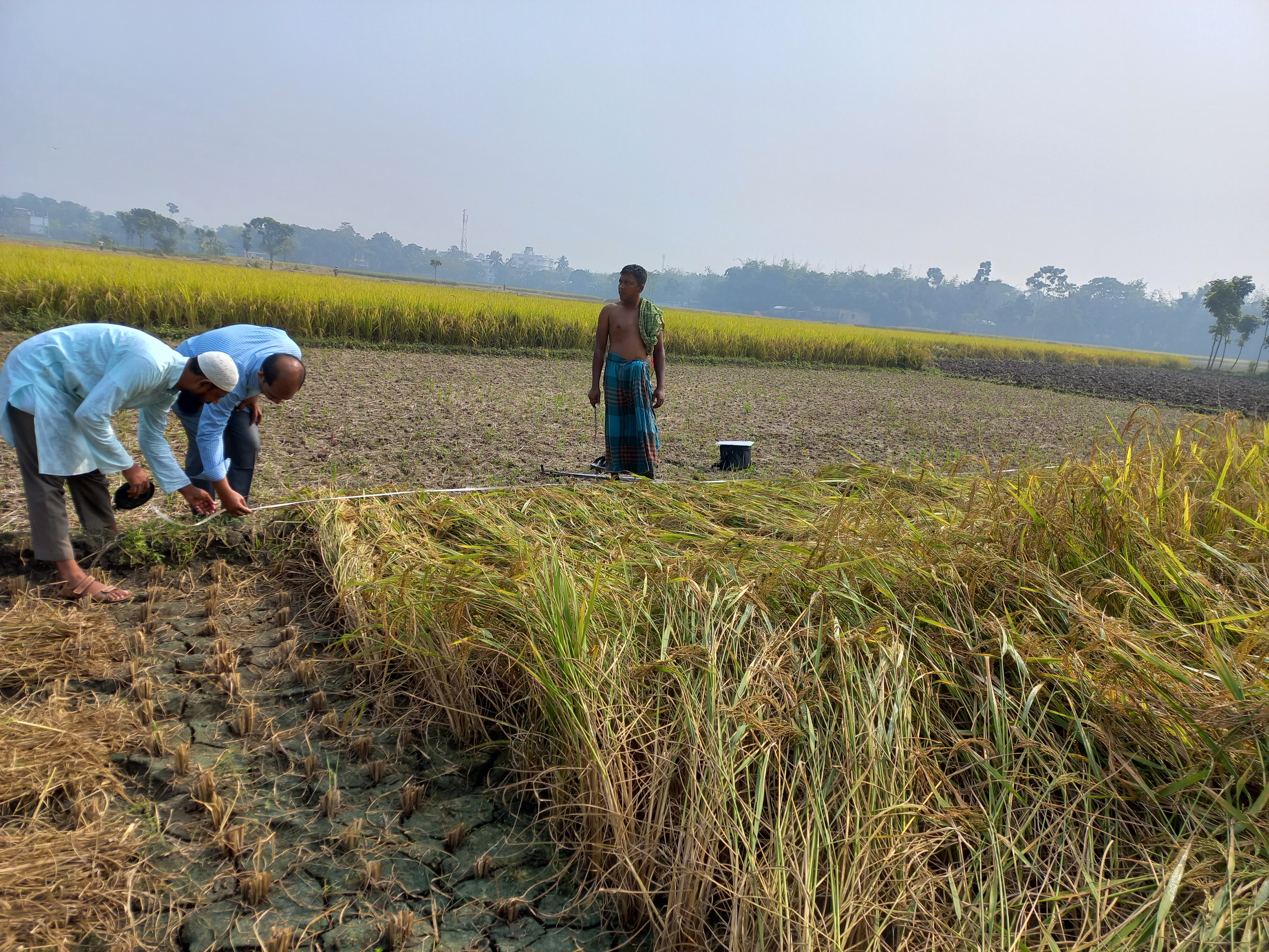 আমন ফসল কর্তনের খন্ডচিত্র ২০২১