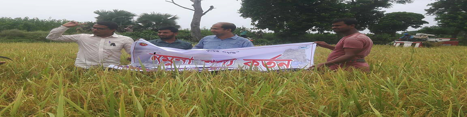 শস্য কর্তন