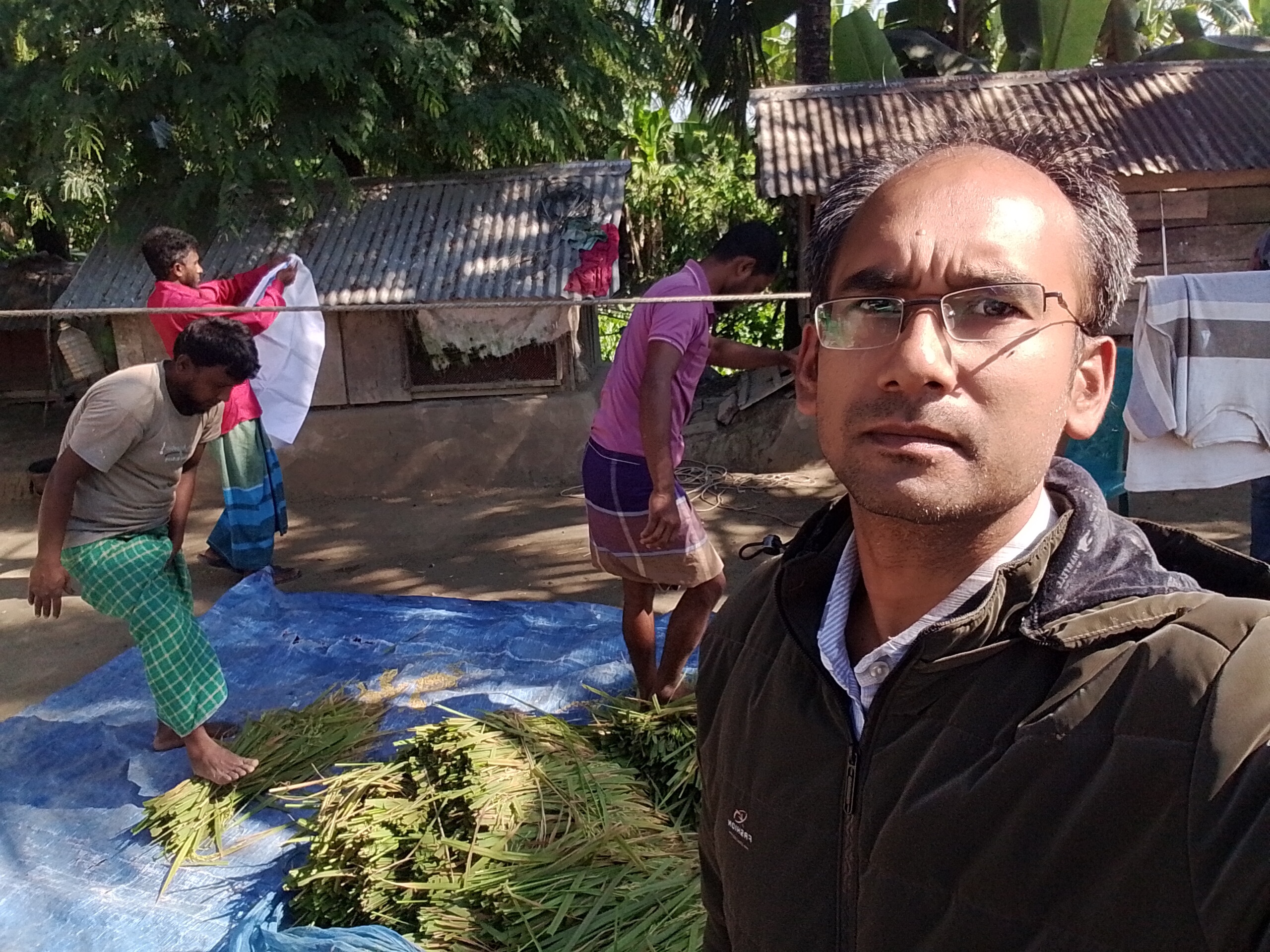 আমন কর্তন