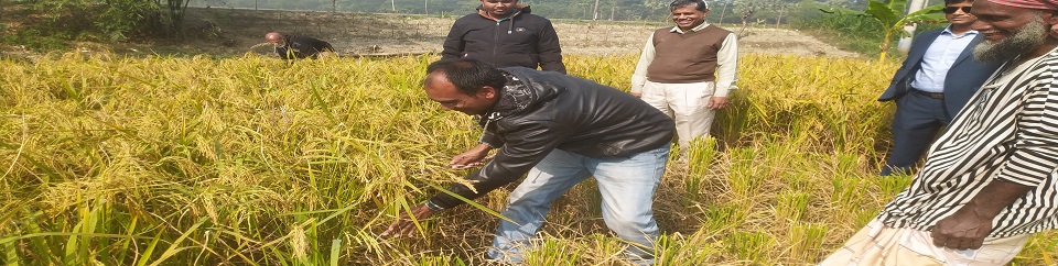 আমন কর্তনের নমুনা ছবি