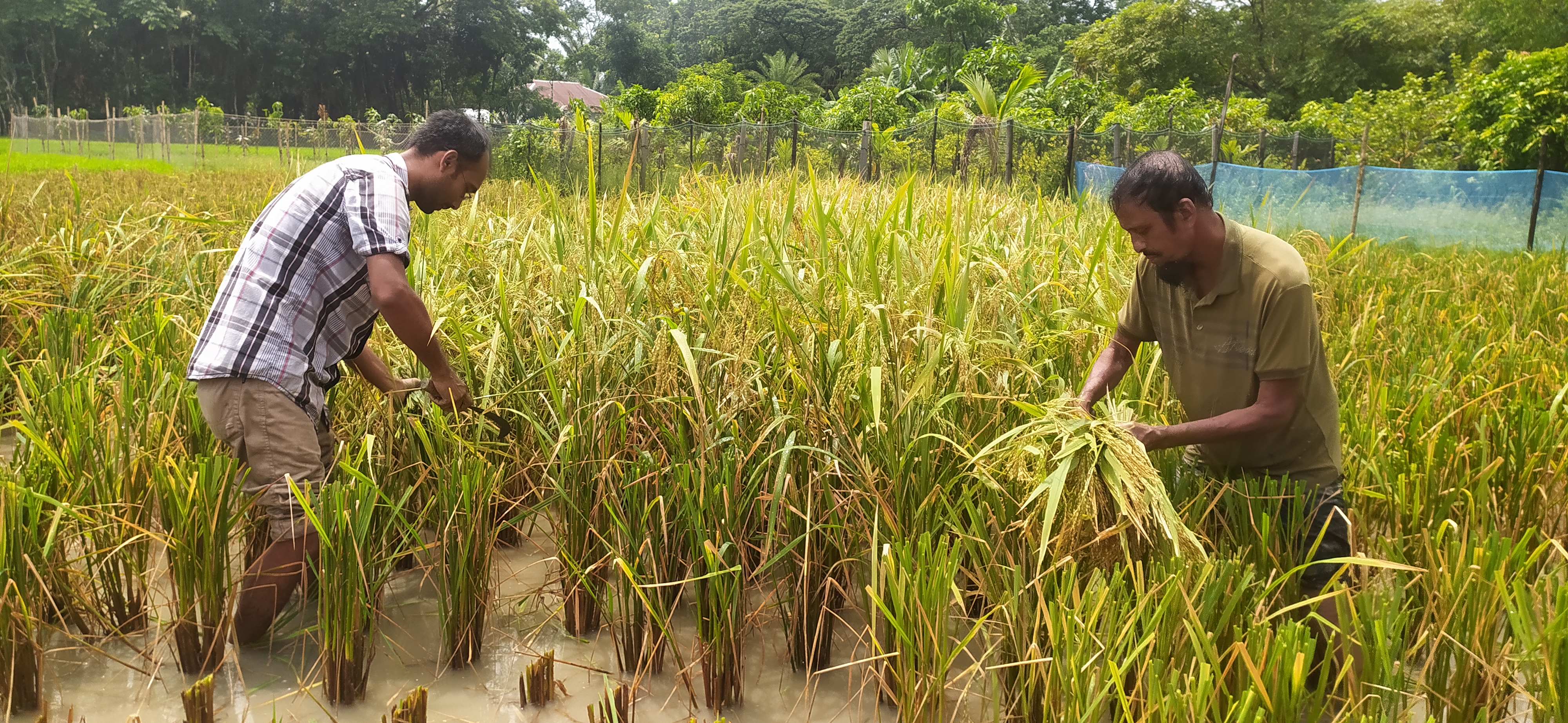 আউশ কর্তনের নমুনা ছবি
