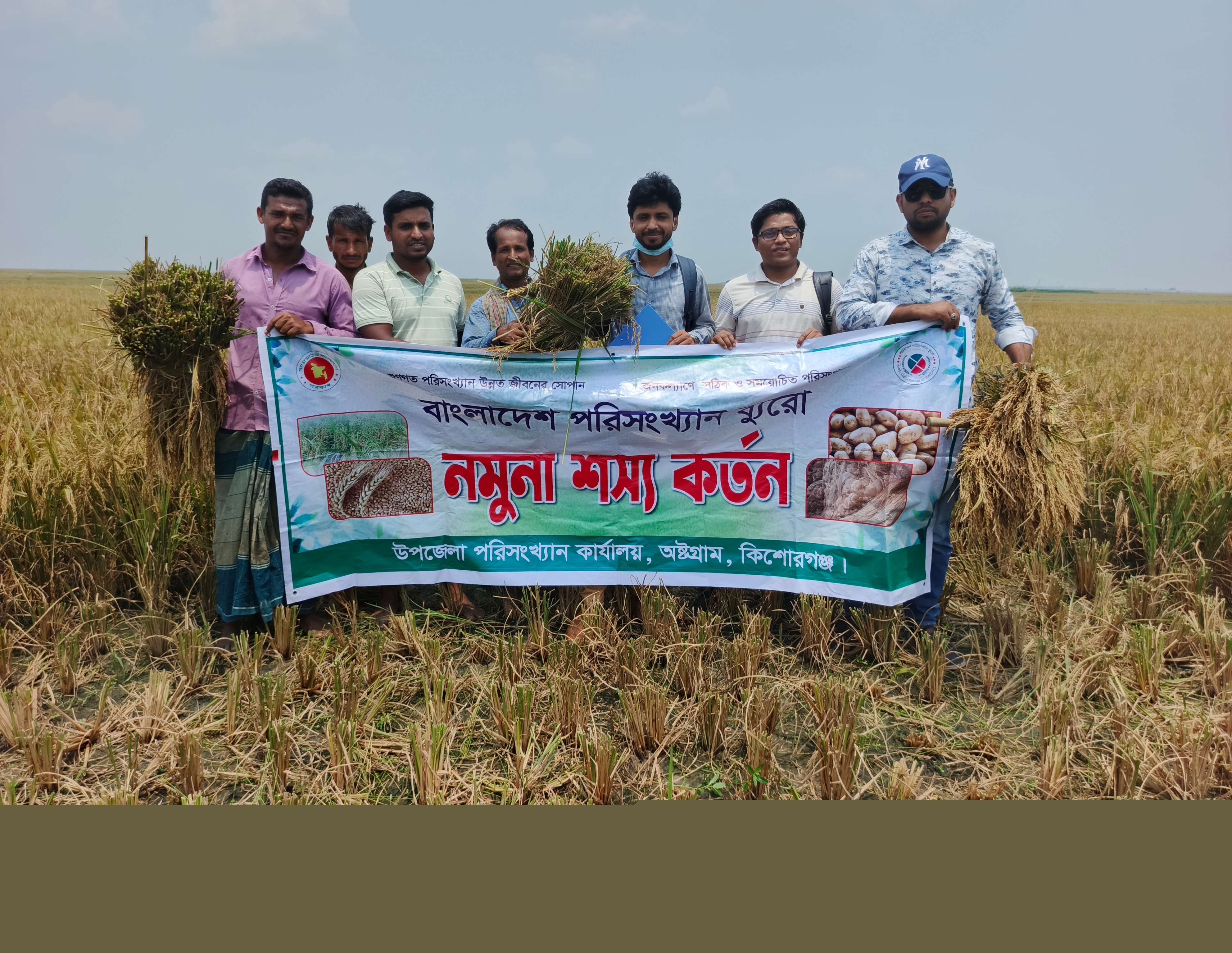 বোরো ফসলের নমুনা কর্তন