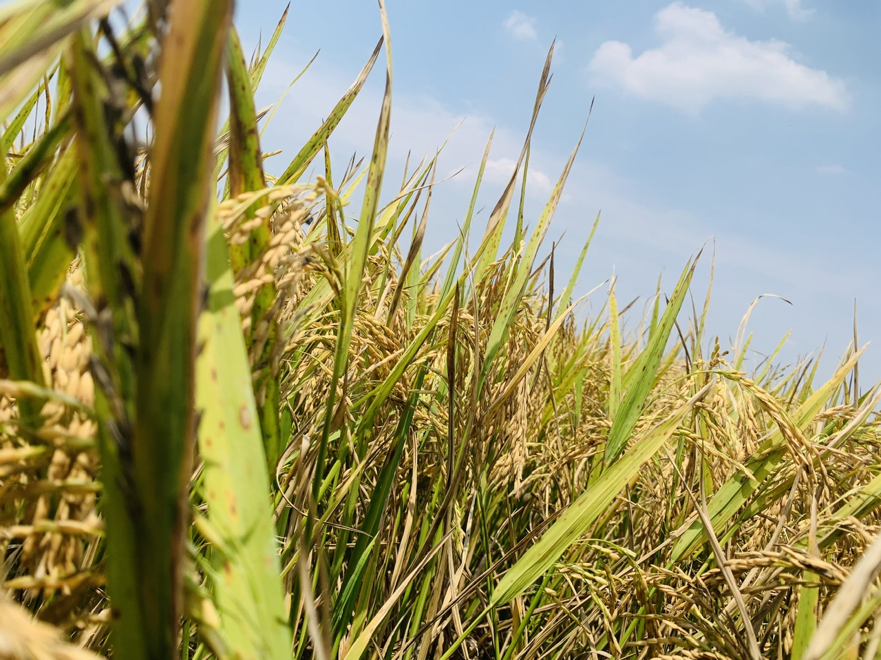 বোরো ধানের মাঠ