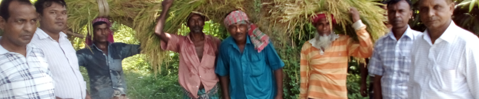 ফসল কর্তন