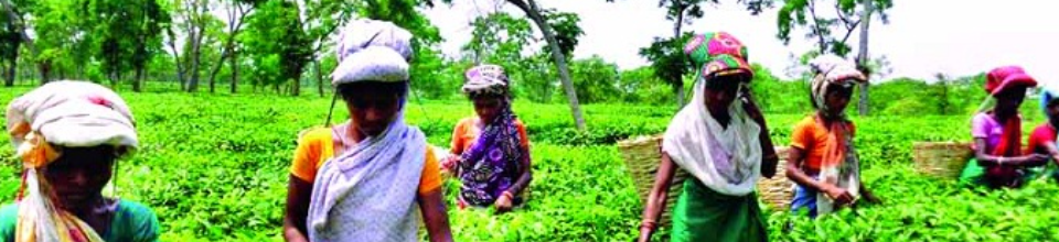 চাবাগান