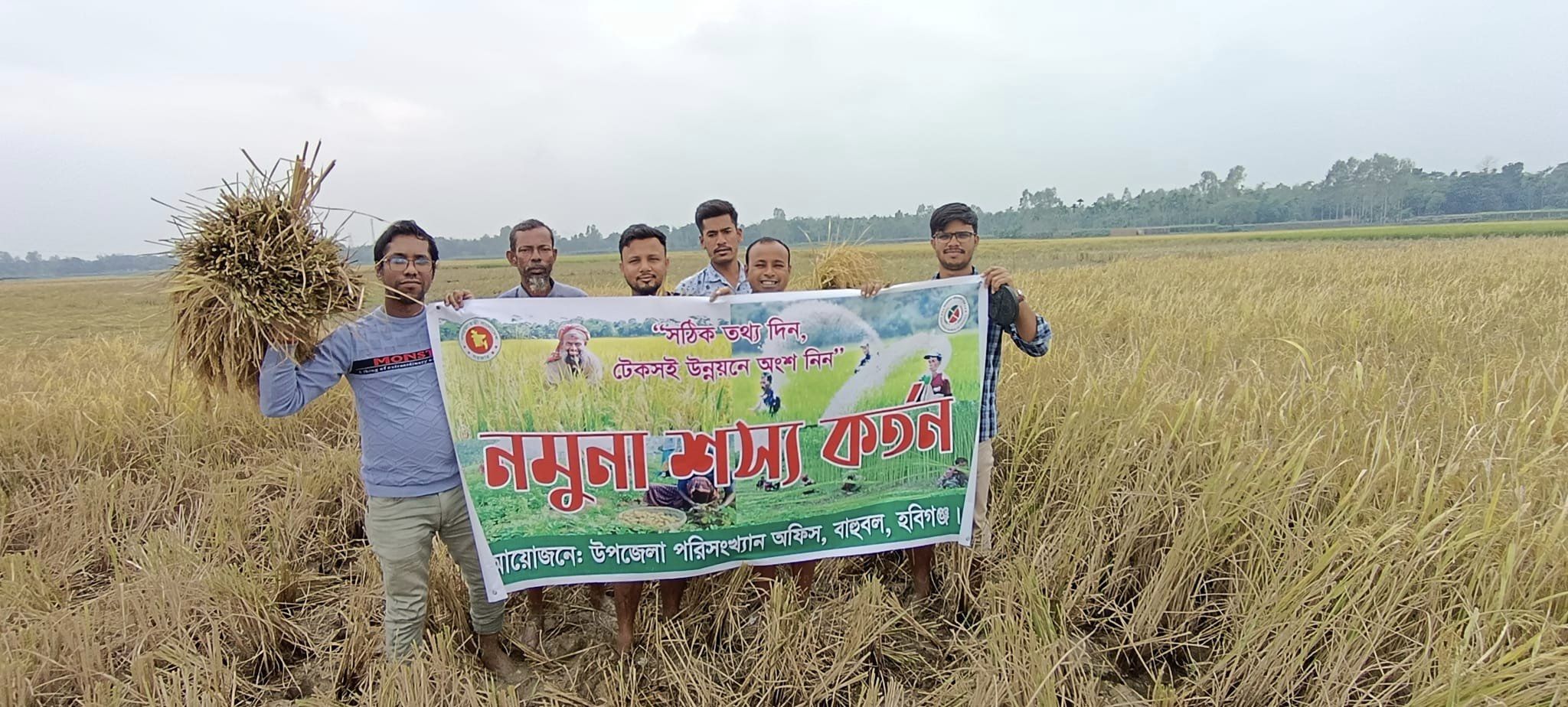 আমন ধান কাটিং