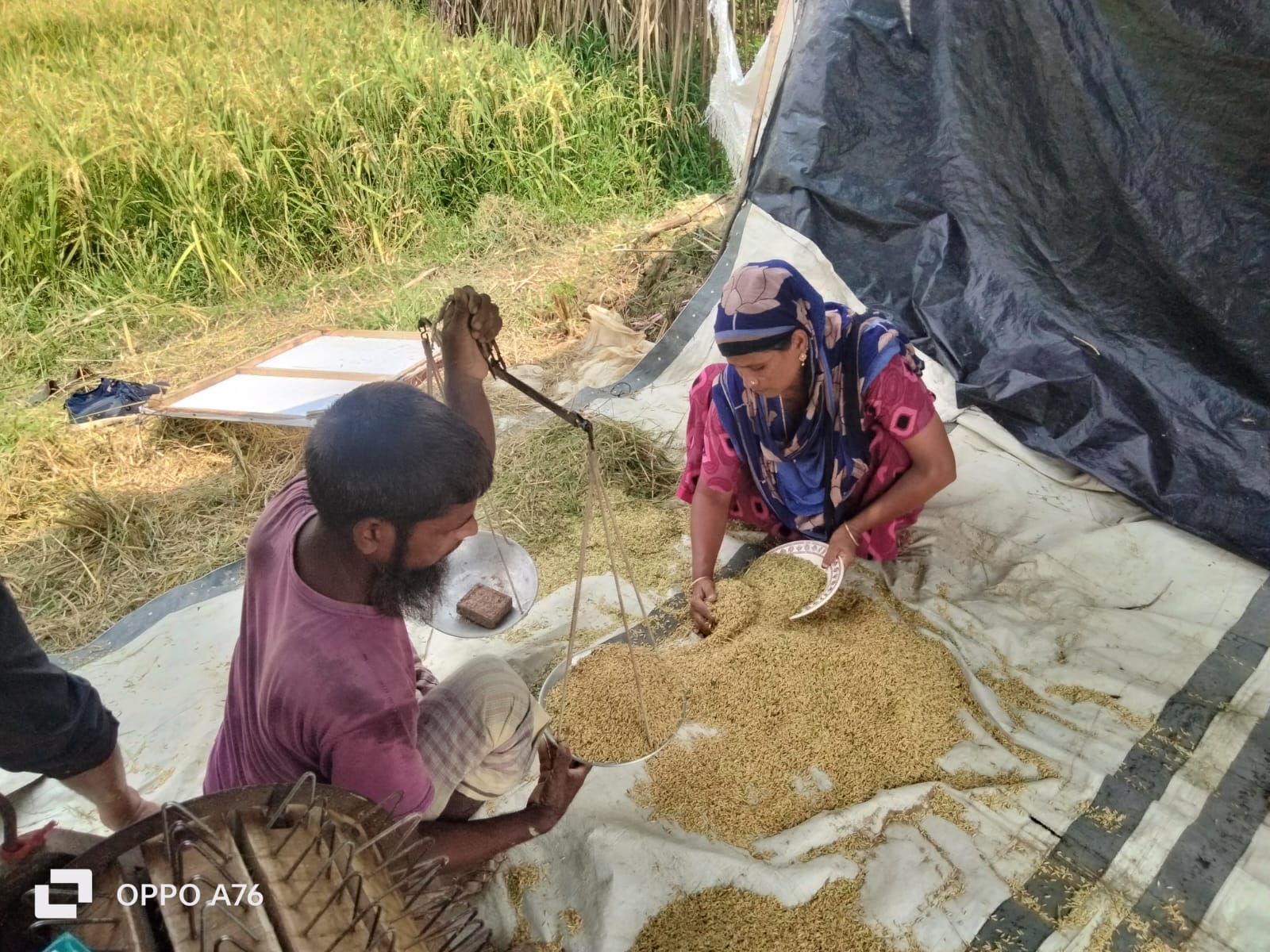 কৃষকের ধান পরিমাপ