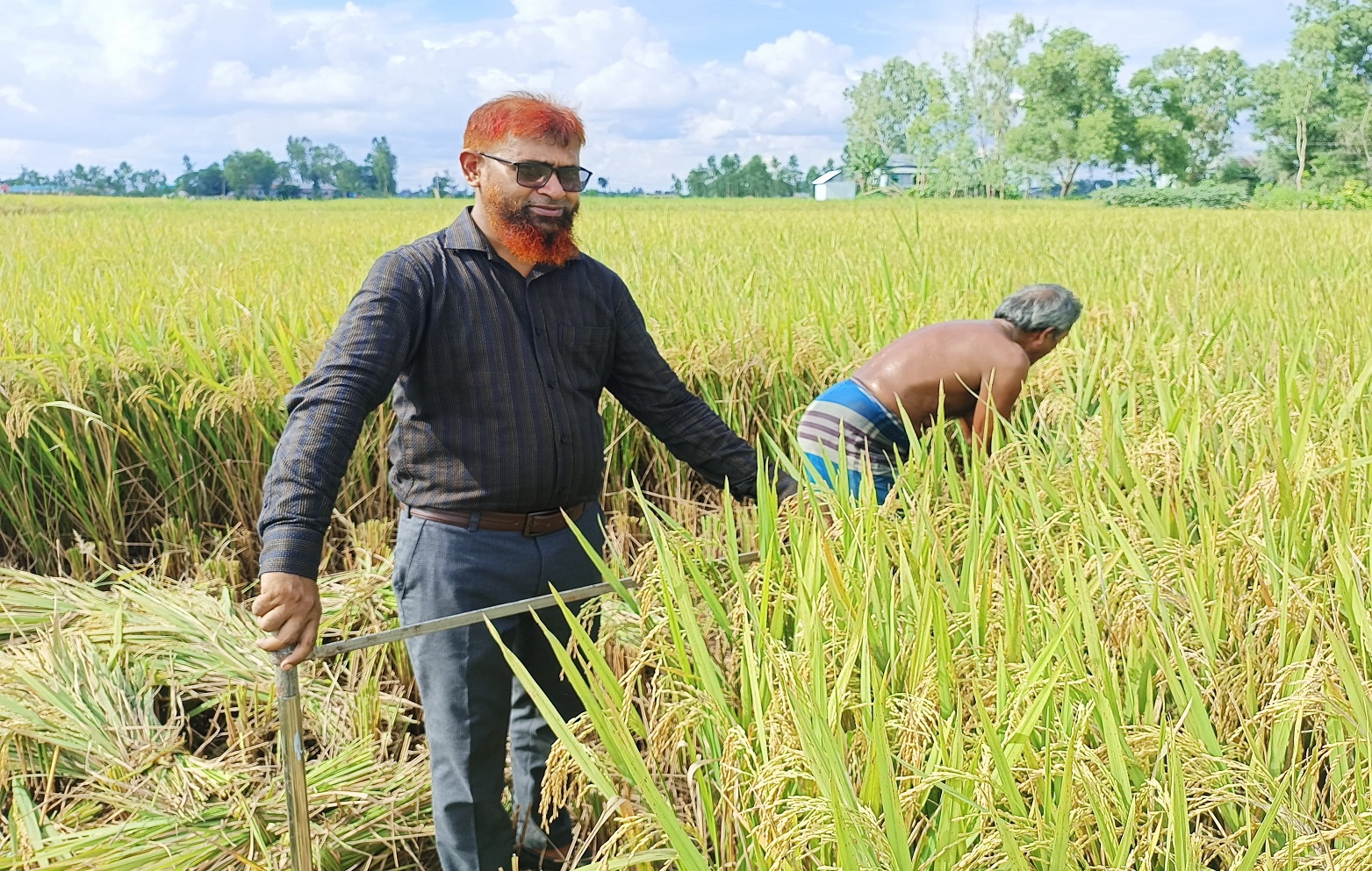 বোরো ফসলের নমুনা কর্তন-২০২৫