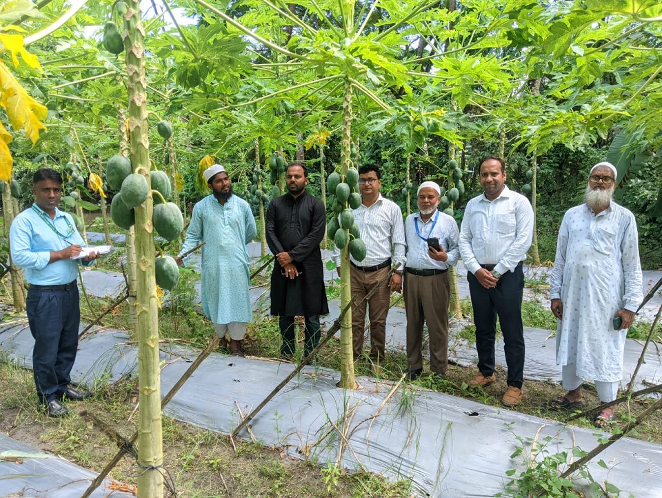 উপ পরিচালক স্যারের পেপে বাগান পরিদর্শন