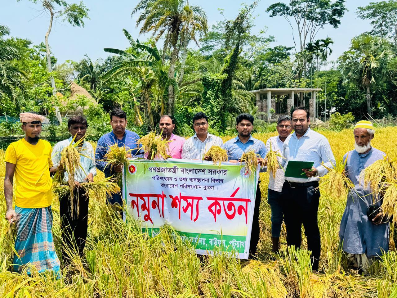 আমন কর্তন