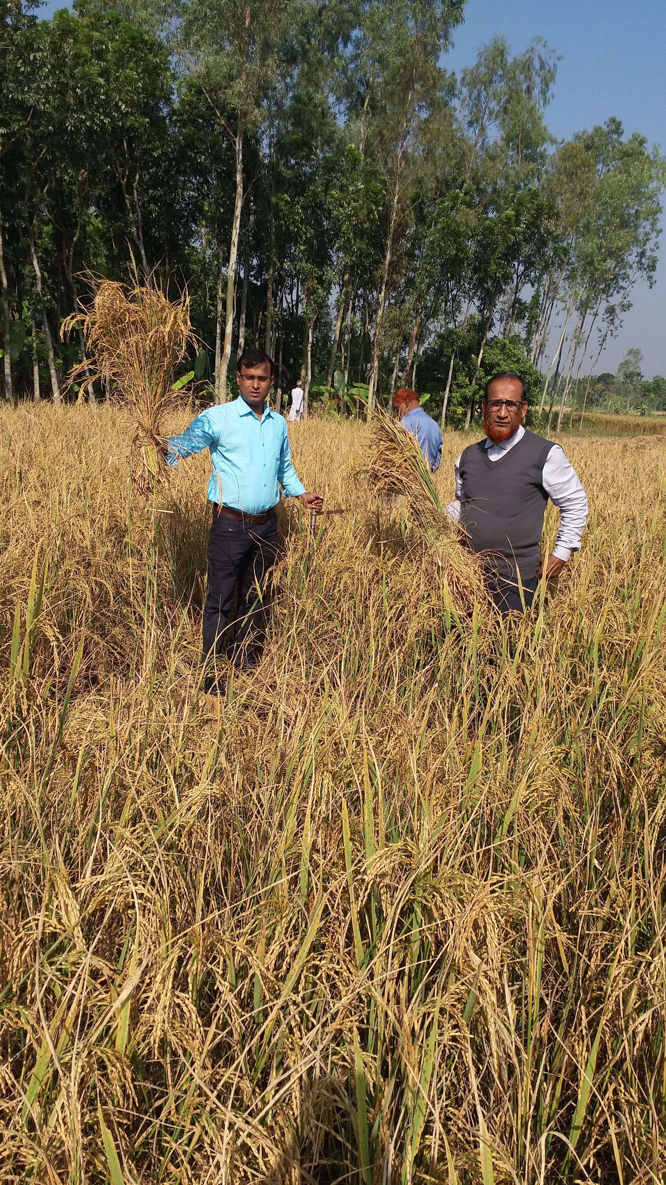 আউশ ধান কর্তনের ছবি