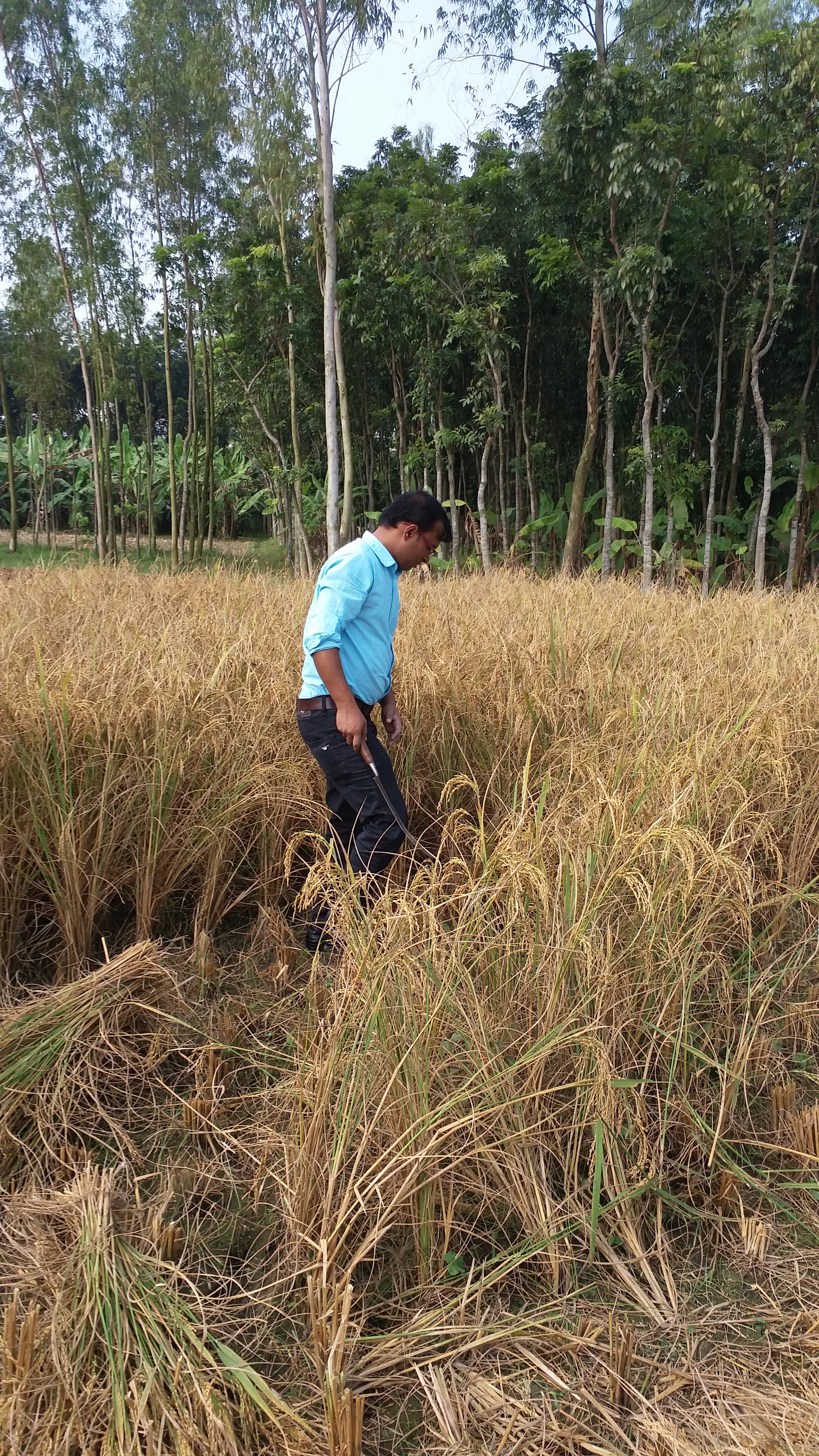 আউশ ধান কর্তনের ছবি