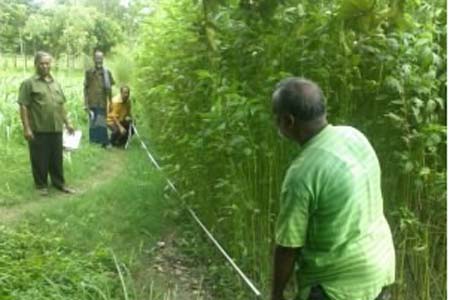 পাট কর্তন