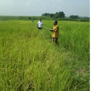 ধান কর্তন