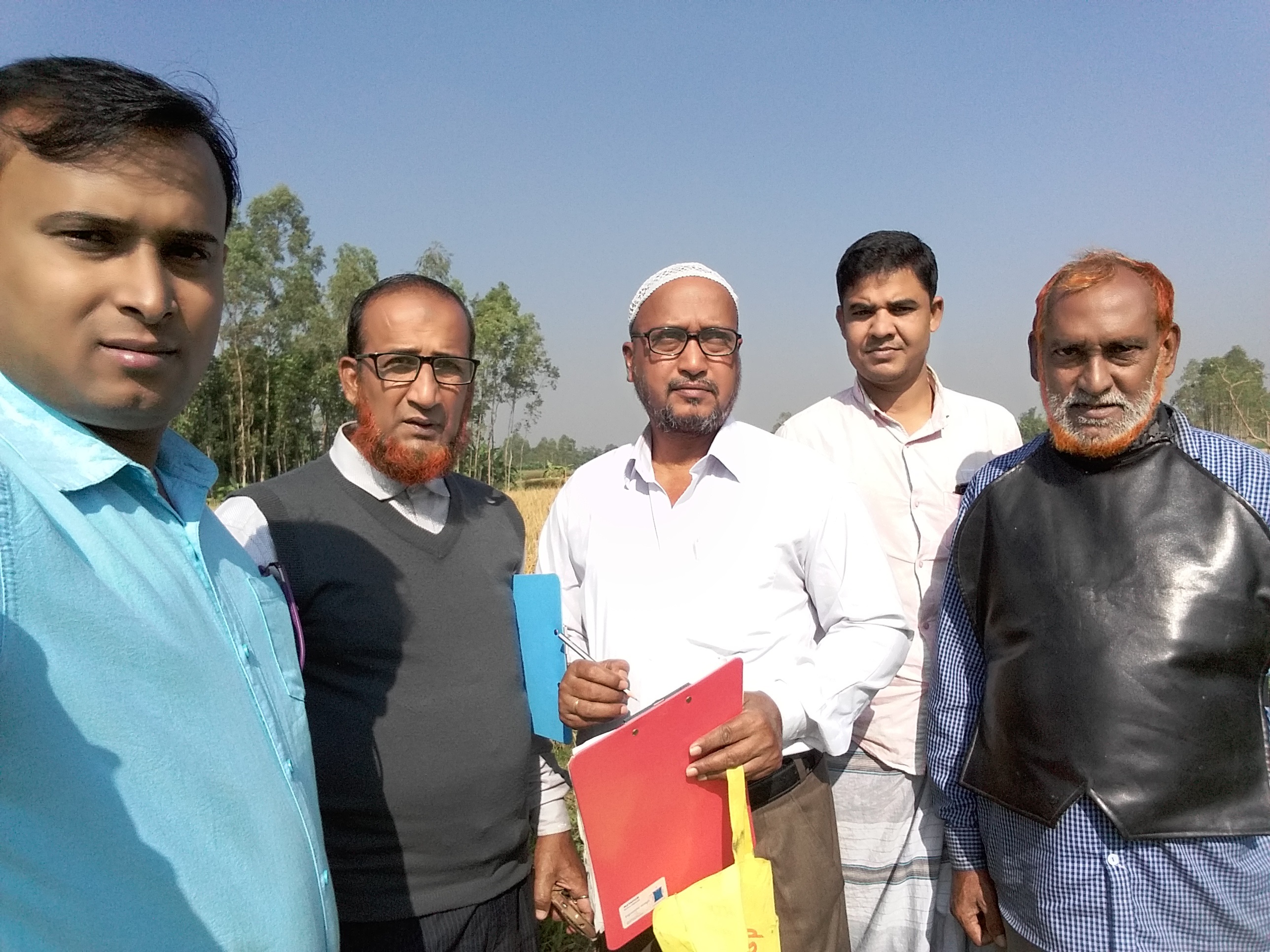 আউশ ধান কর্তনের ছবি