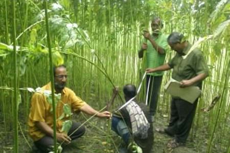 পাট কর্তন