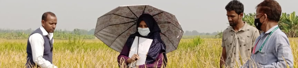 নমুনা ফসল কর্তন