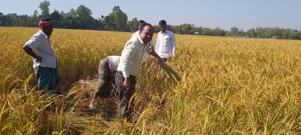 প্রধান ফসল কর্তন