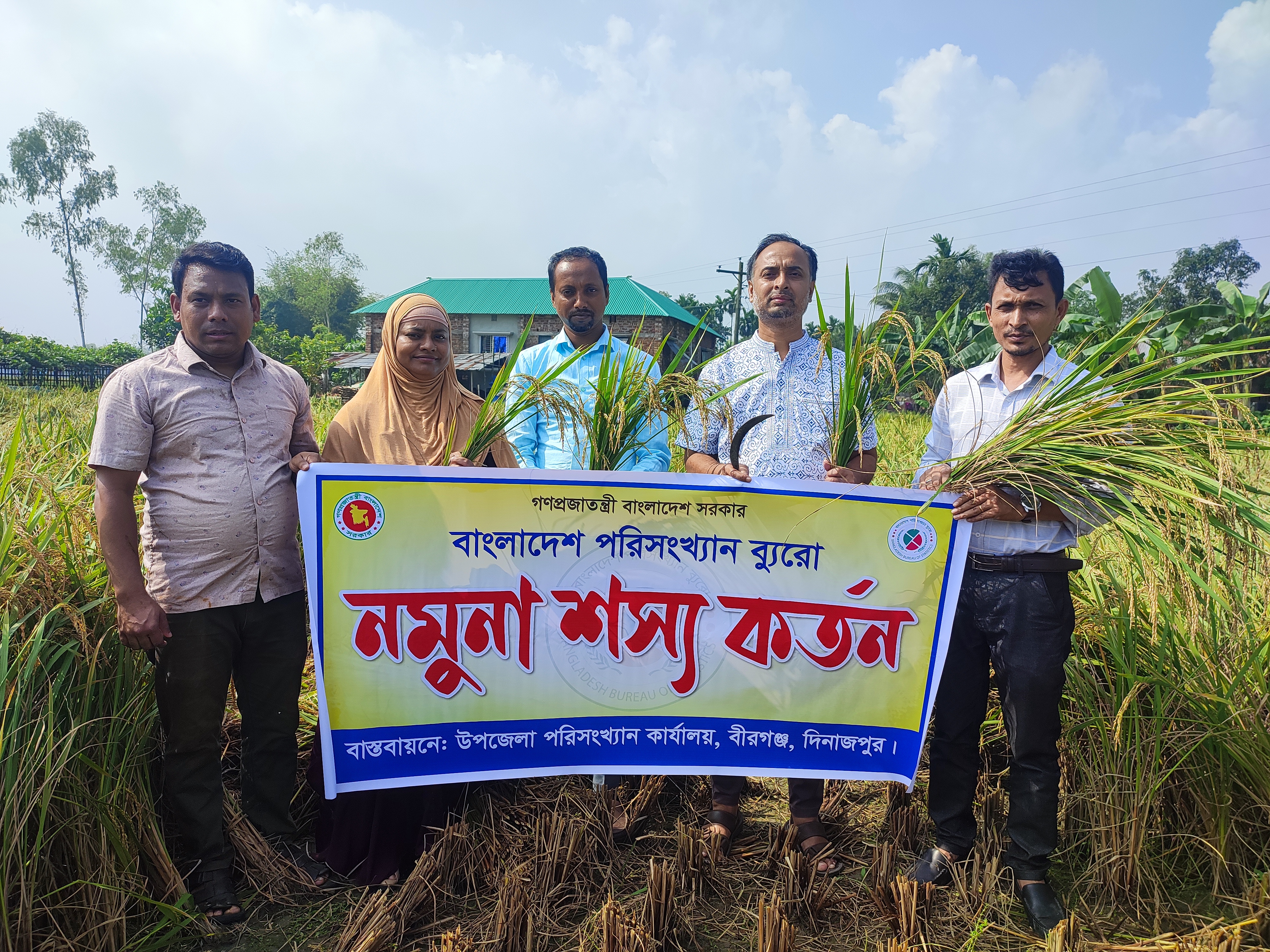 আমন ফসল কর্তন