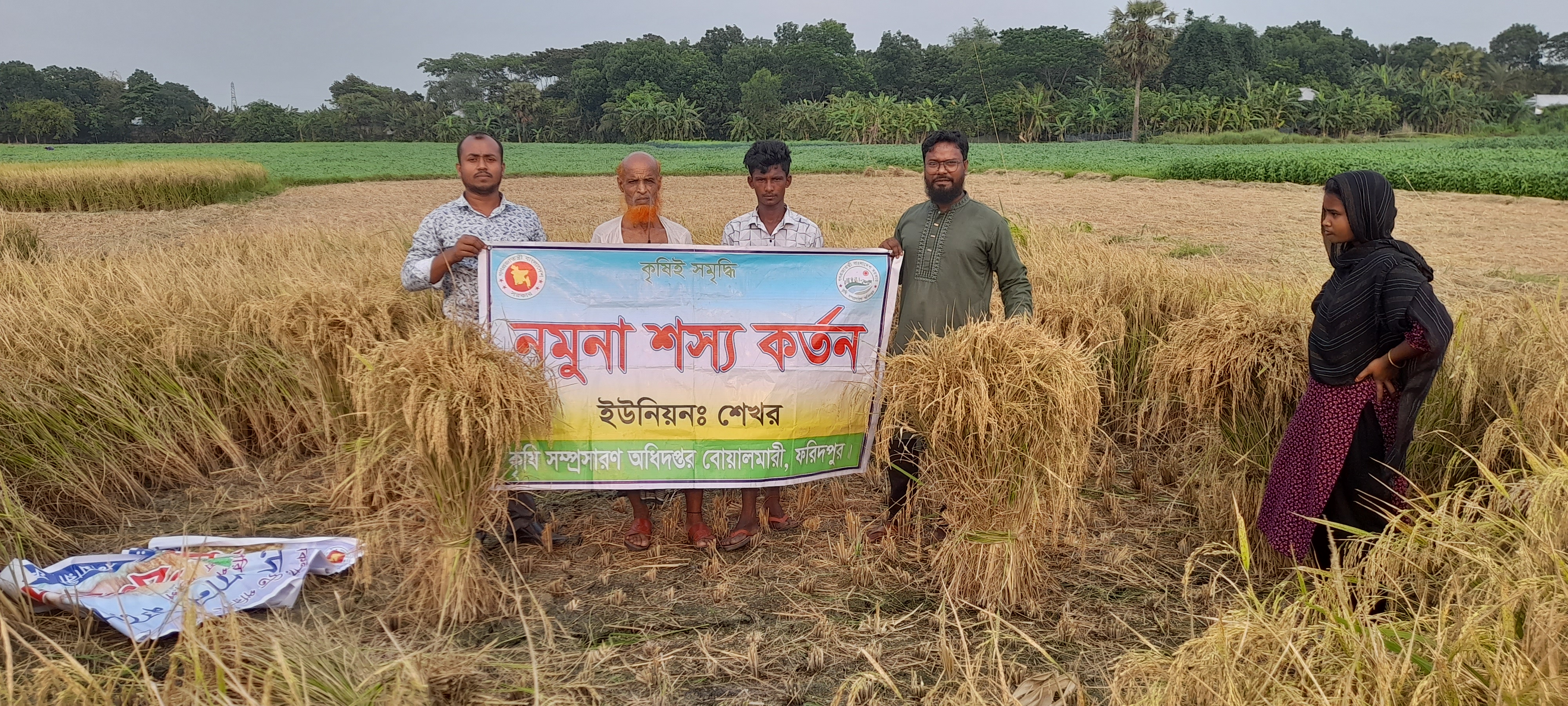আমন ধান কর্তন।