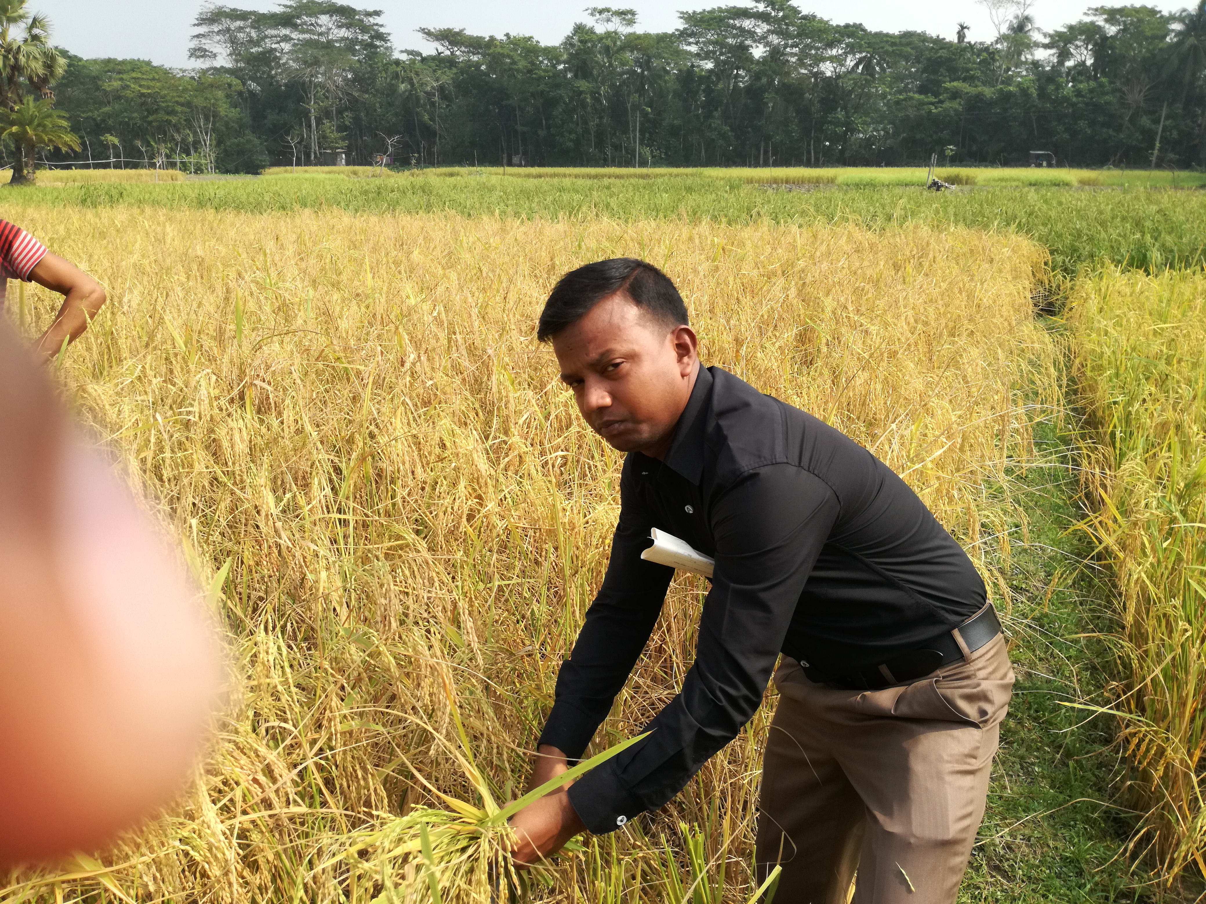 আমন ধান কর্তন