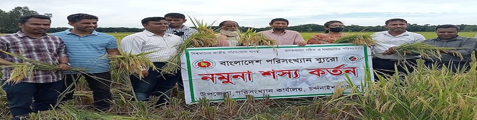 আমন ধান কর্তন