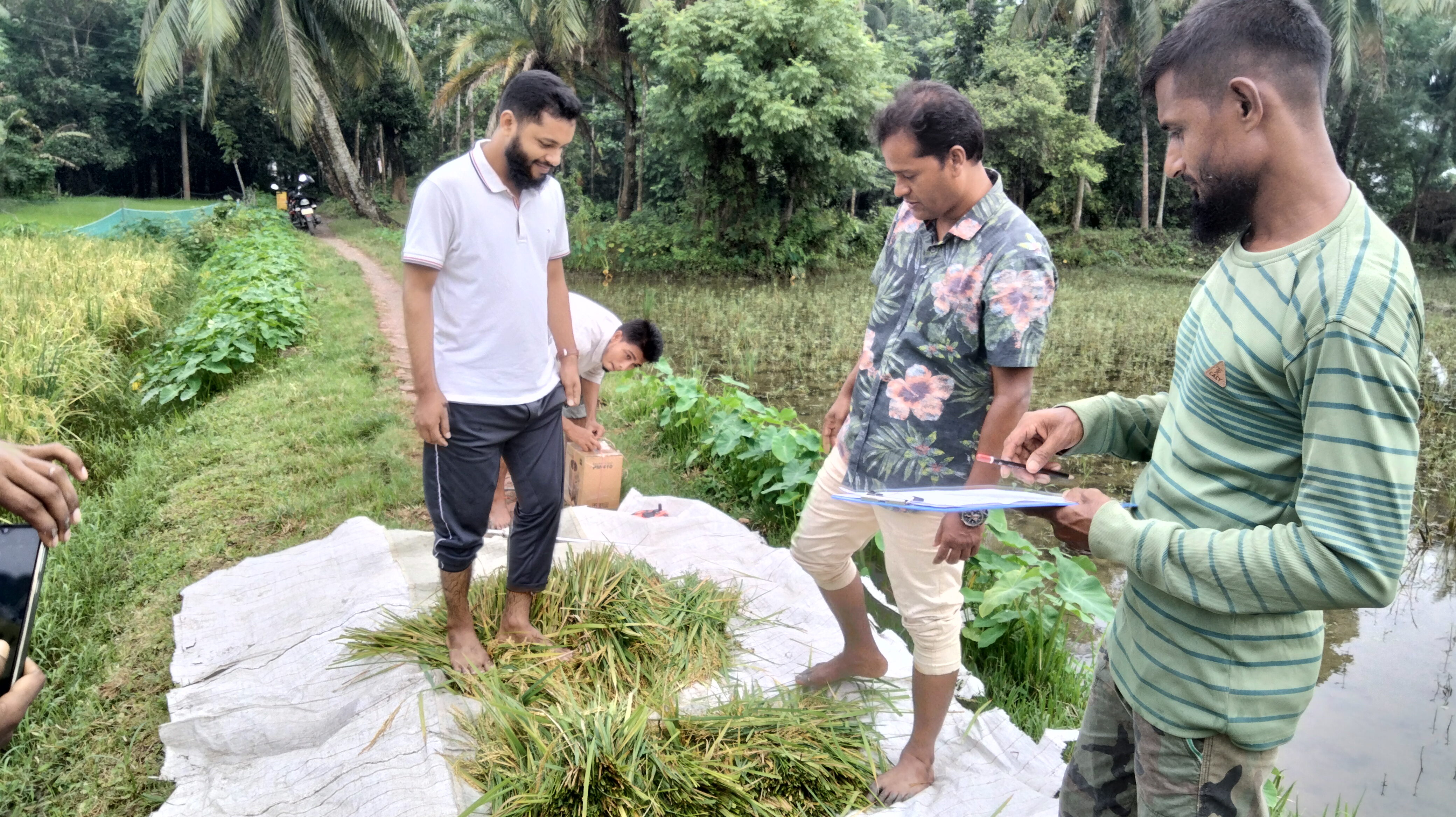 আউশধানের নমুনা কর্তন