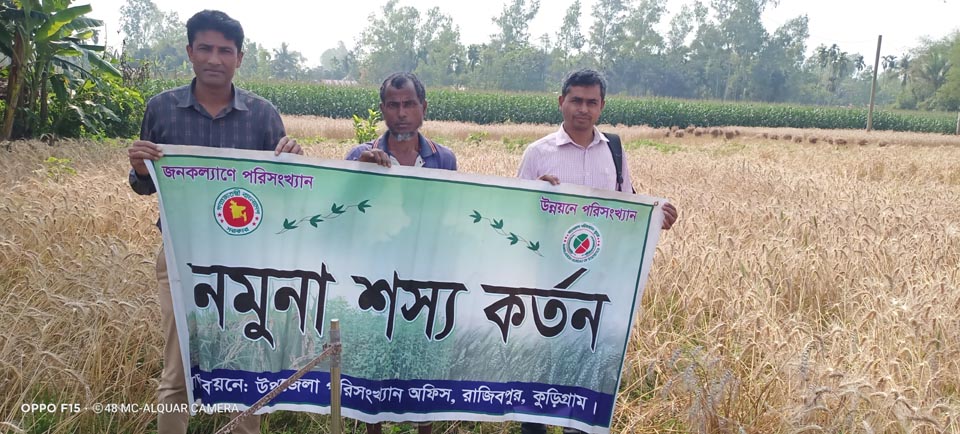 গম ফসলের নমুনা কর্তন ২০২৩