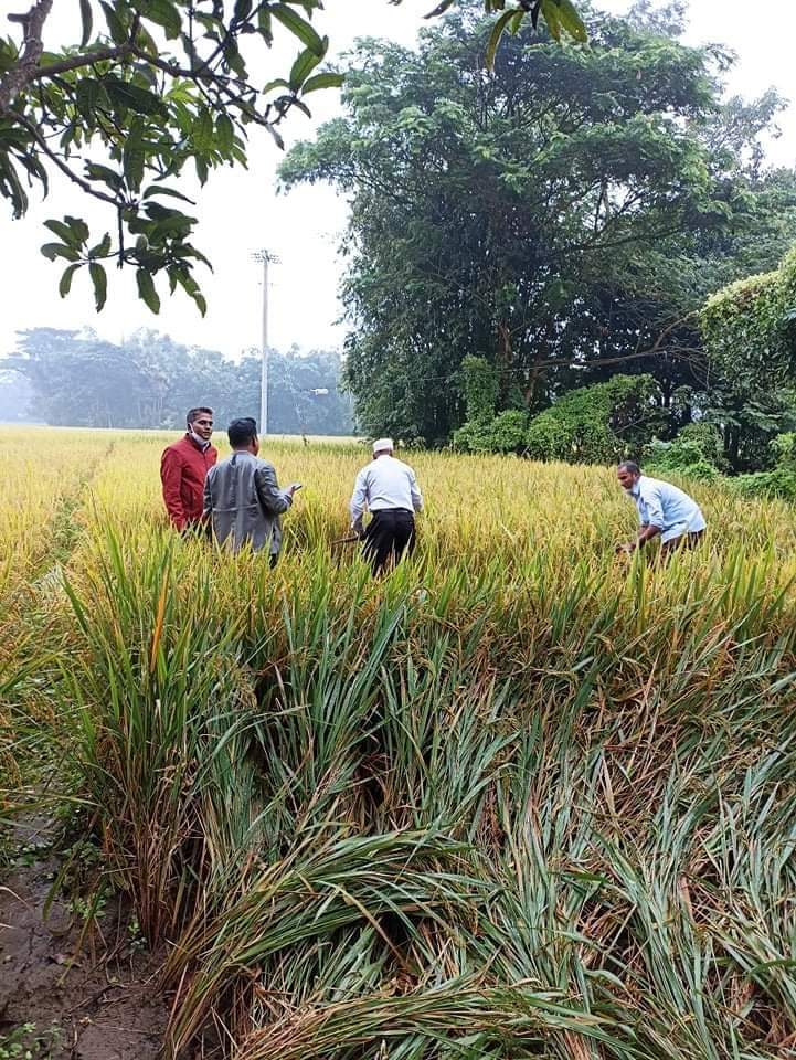 আমন ফসল কর্তন ২০২১ ইং