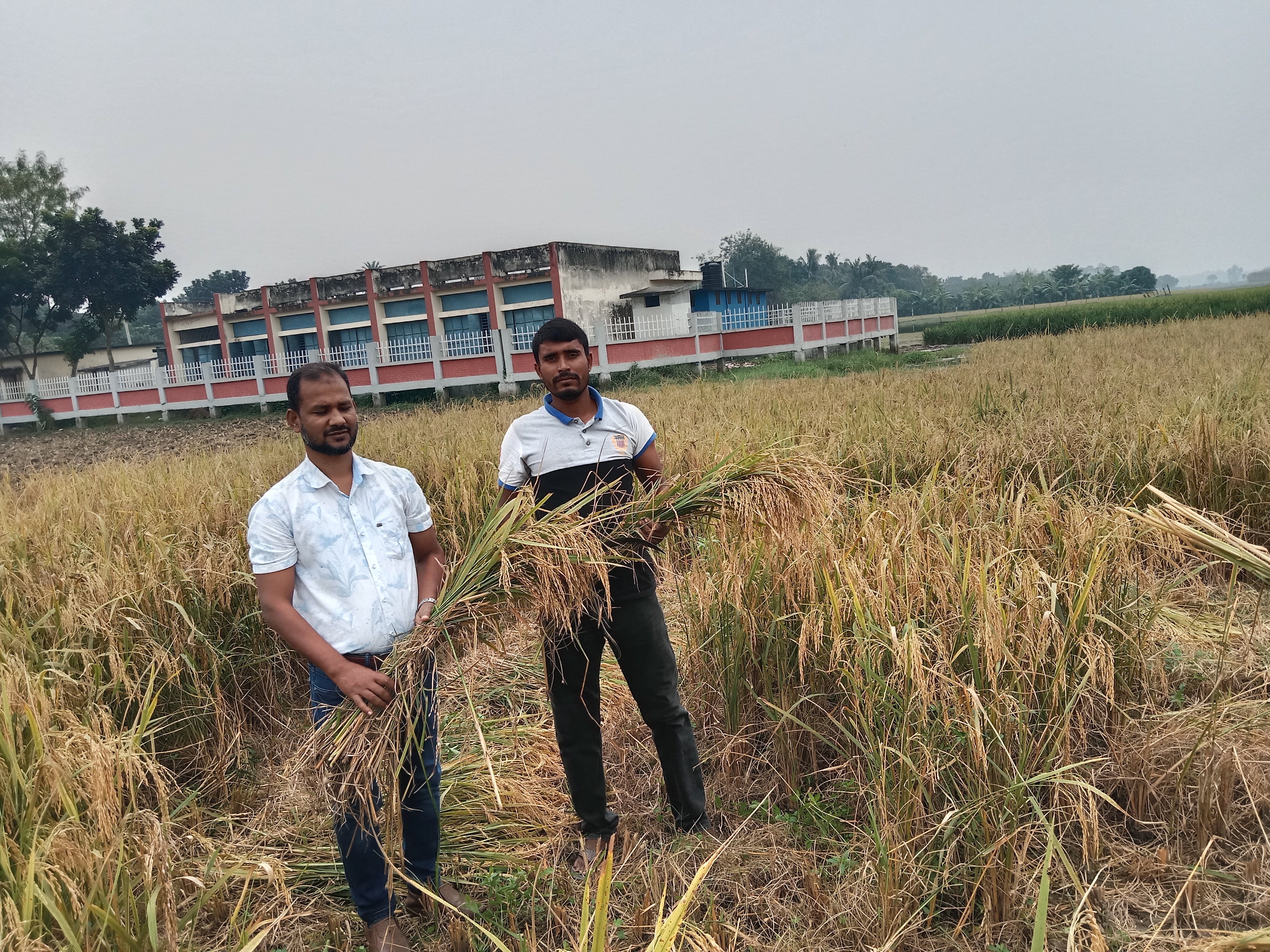 আমন ফসল নমুনা কর্তন