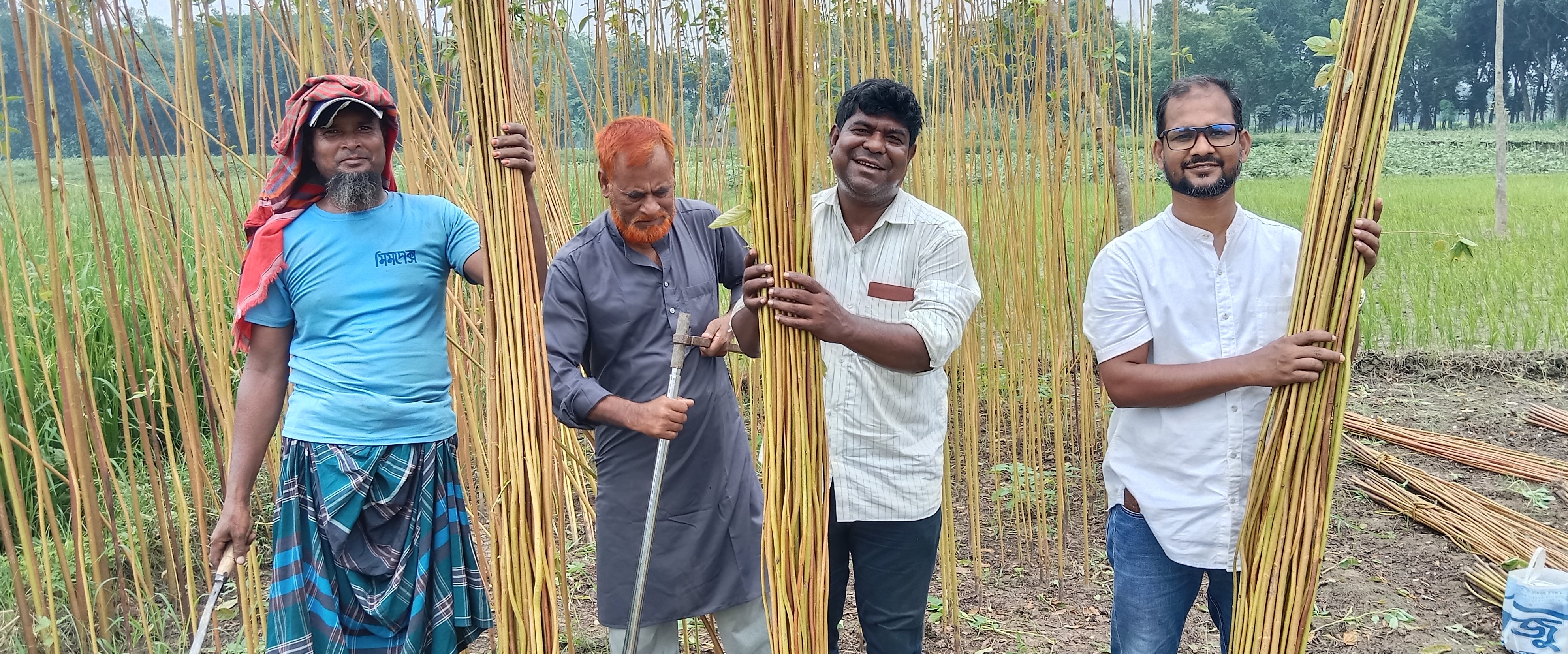 পাট ফসলের নমুনা কর্তন