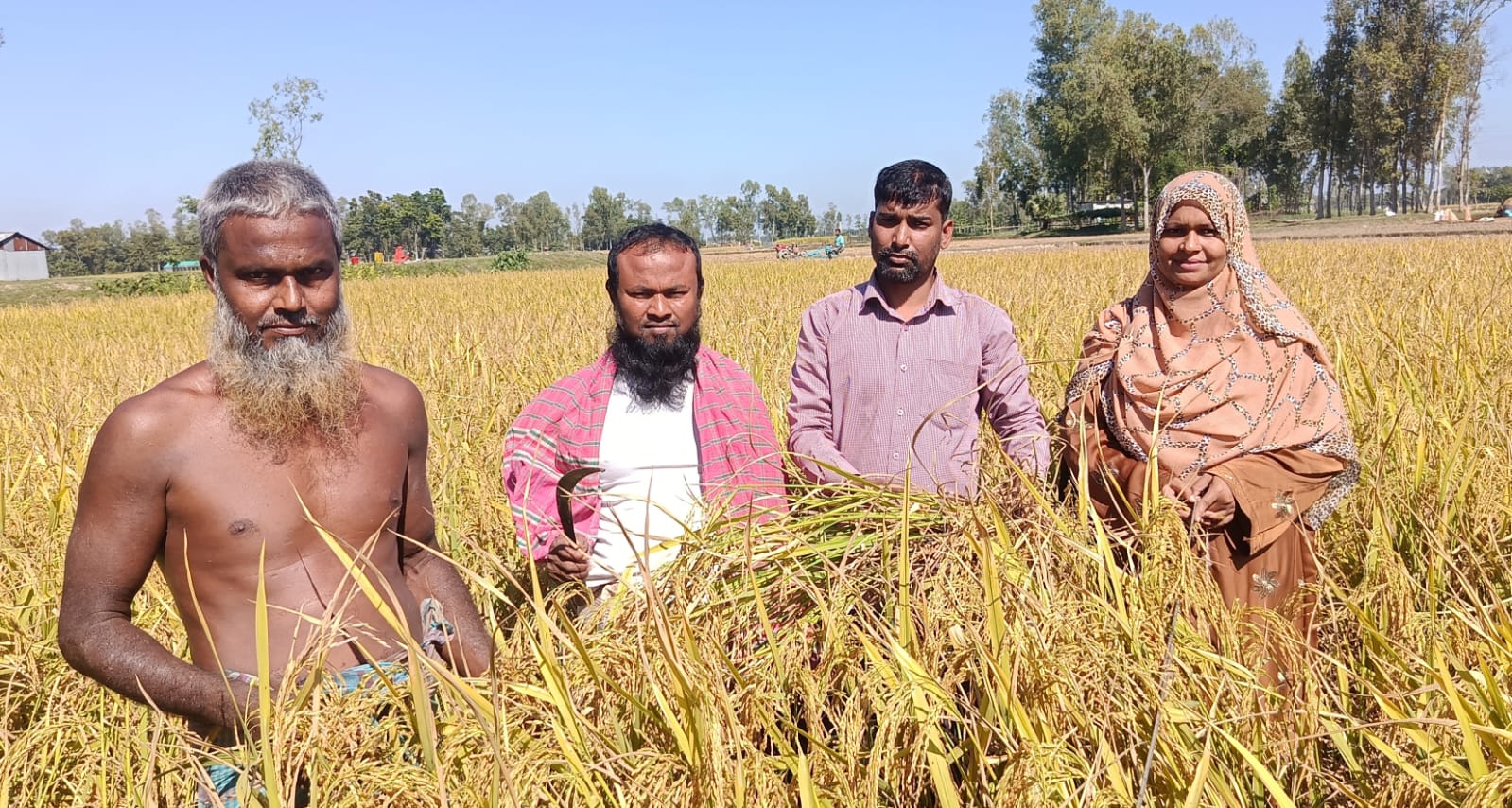 নমুনা শস্য কর্তন