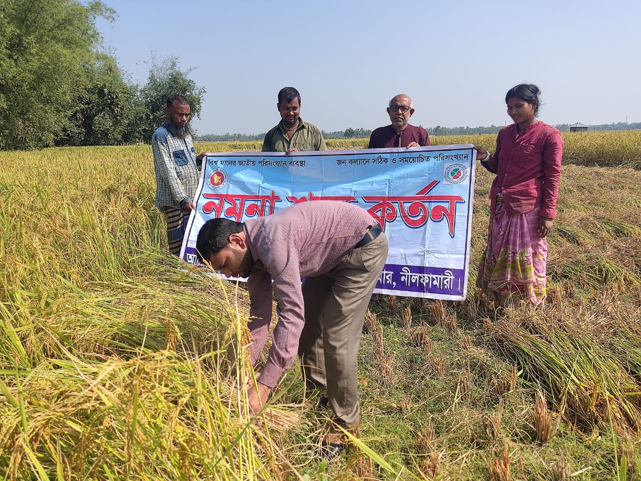 আমন ফসলের নমুনা কর্তন