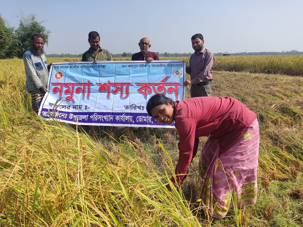 আমন ফসলের নমুনা কর্তন