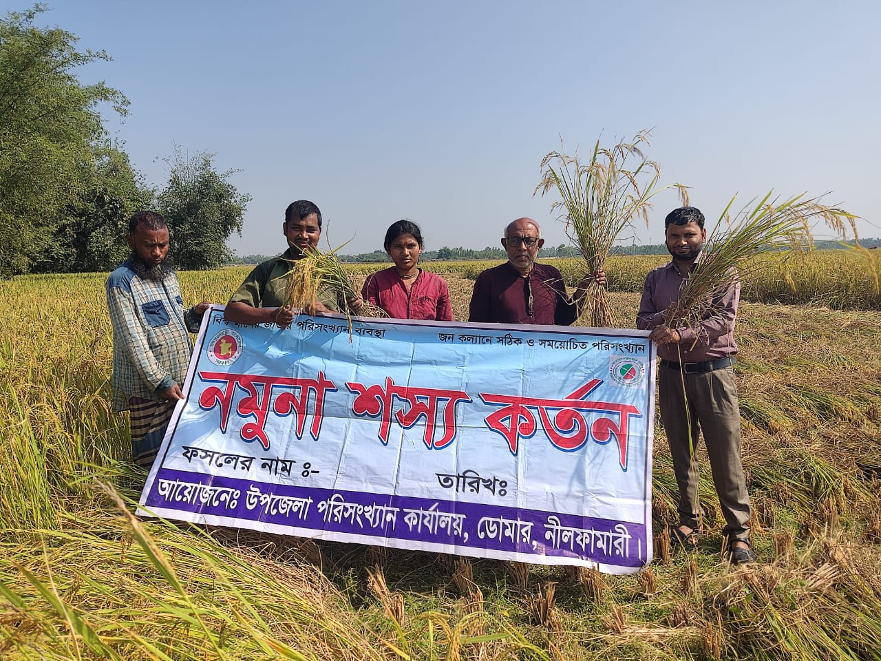 আমন ফসলের নমুনা কর্তন