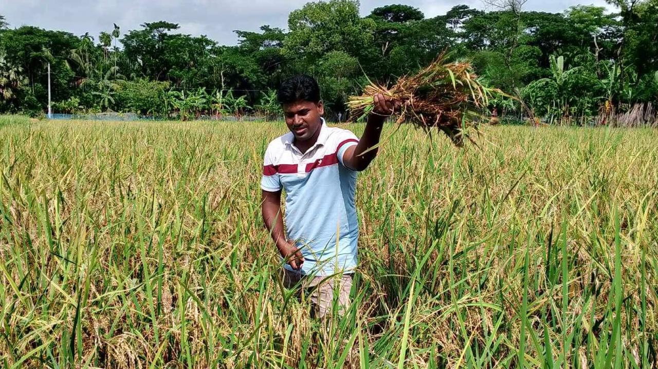 ধান কর্তণ