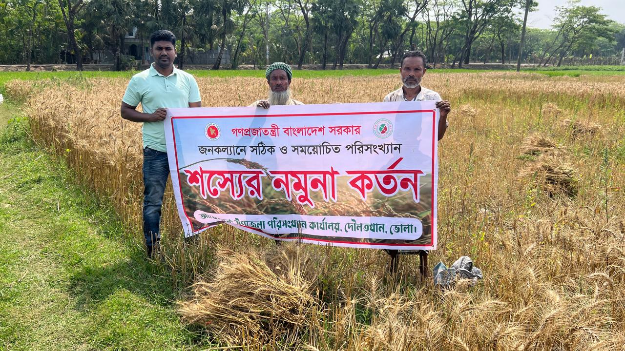 দৌলতখান উপজেলায় গম কর্তণ