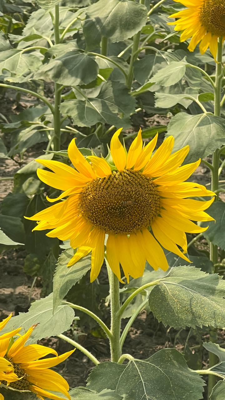 সূর্যমূখী চাষ