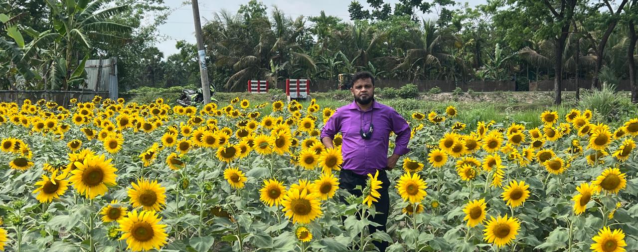 Sun flower