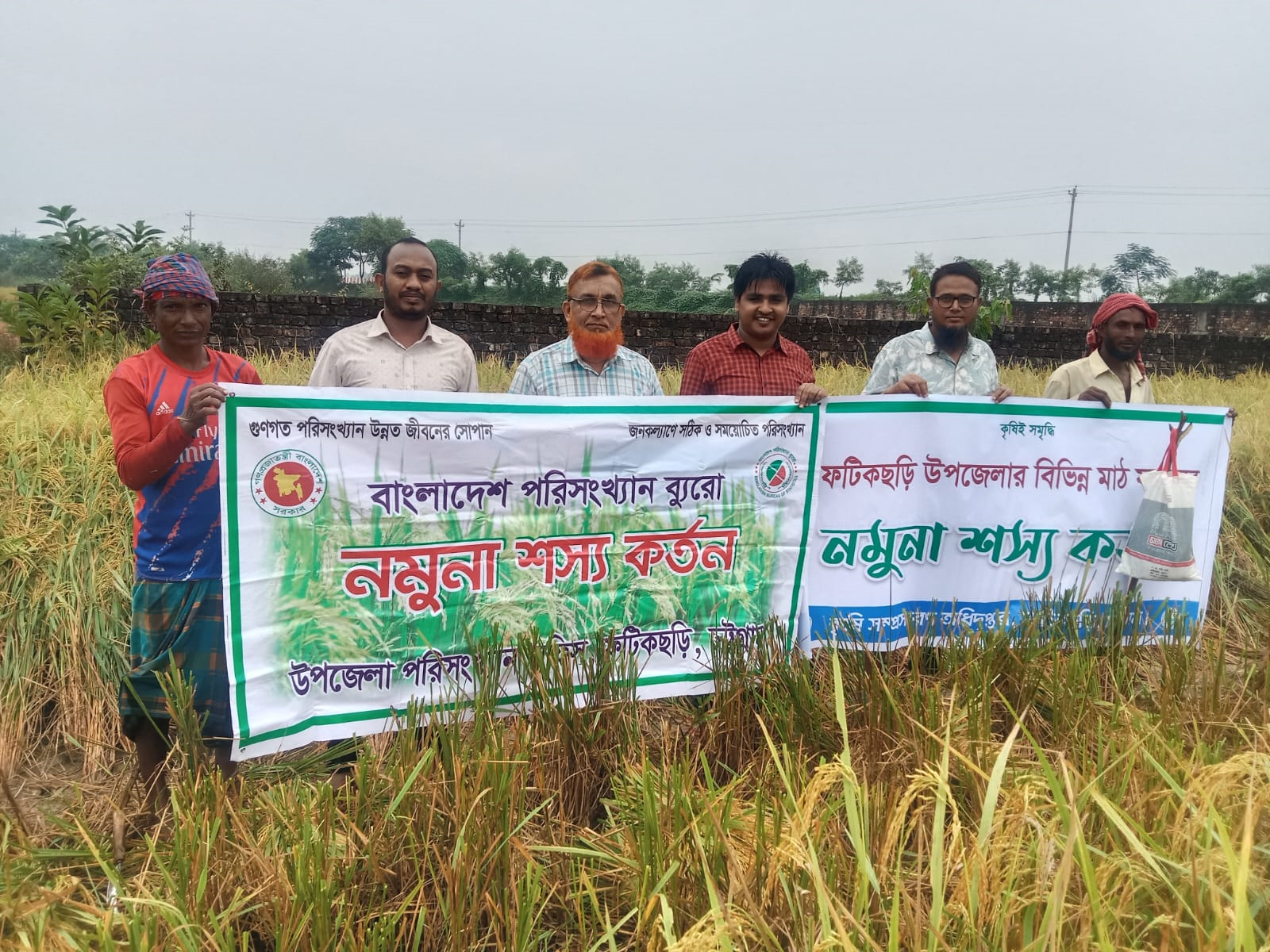 আমন ফসলের নমুনা কর্তন
