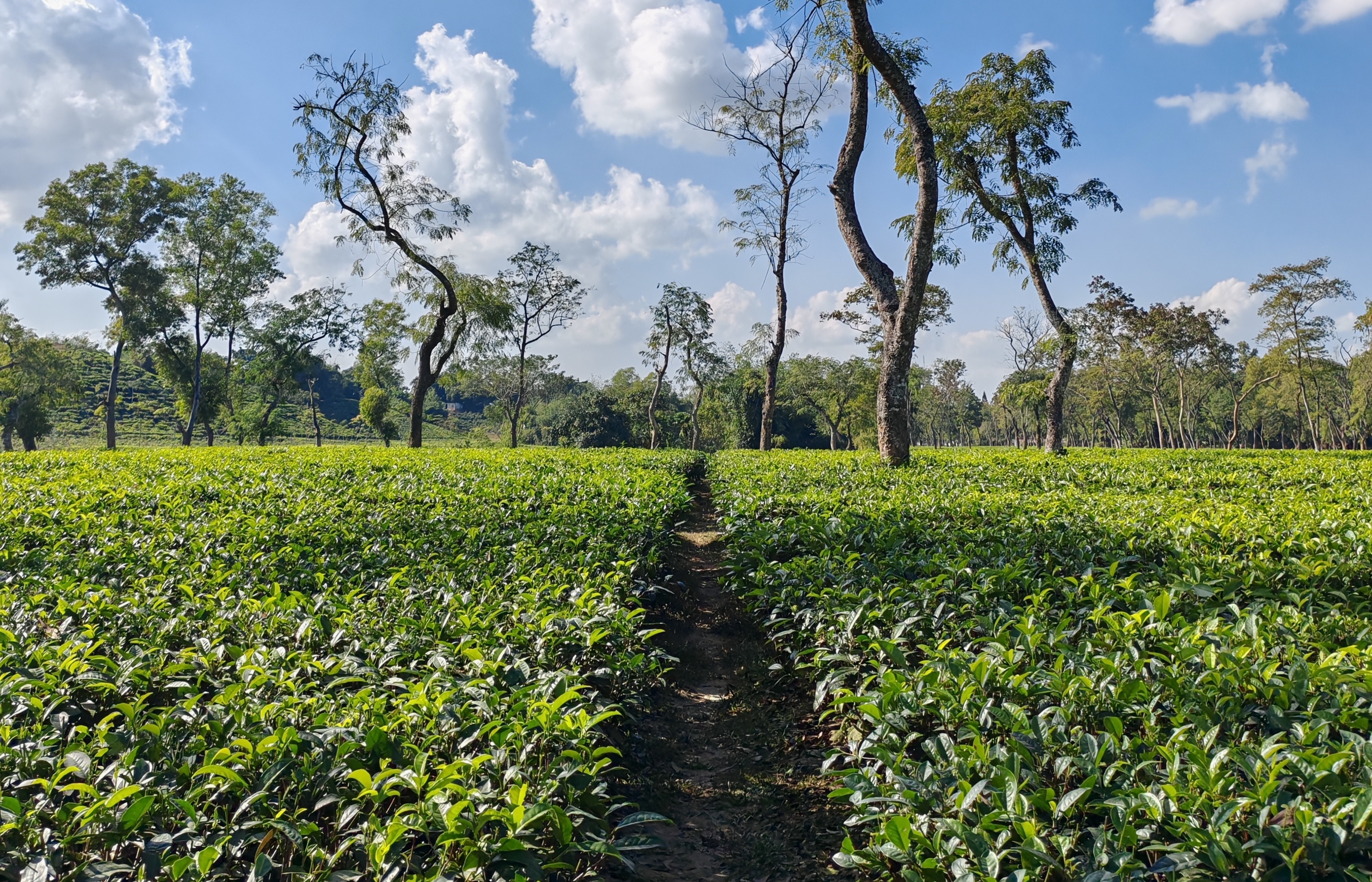 ফেঞ্চুগঞ্জ উপজেলার চা-বাগান