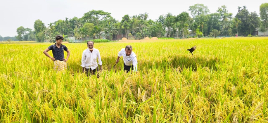 বোরো কর্তন
