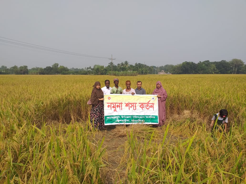 আমন কর্তন