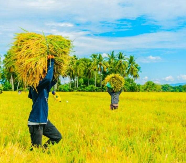 কৃষি রিপোর্ট