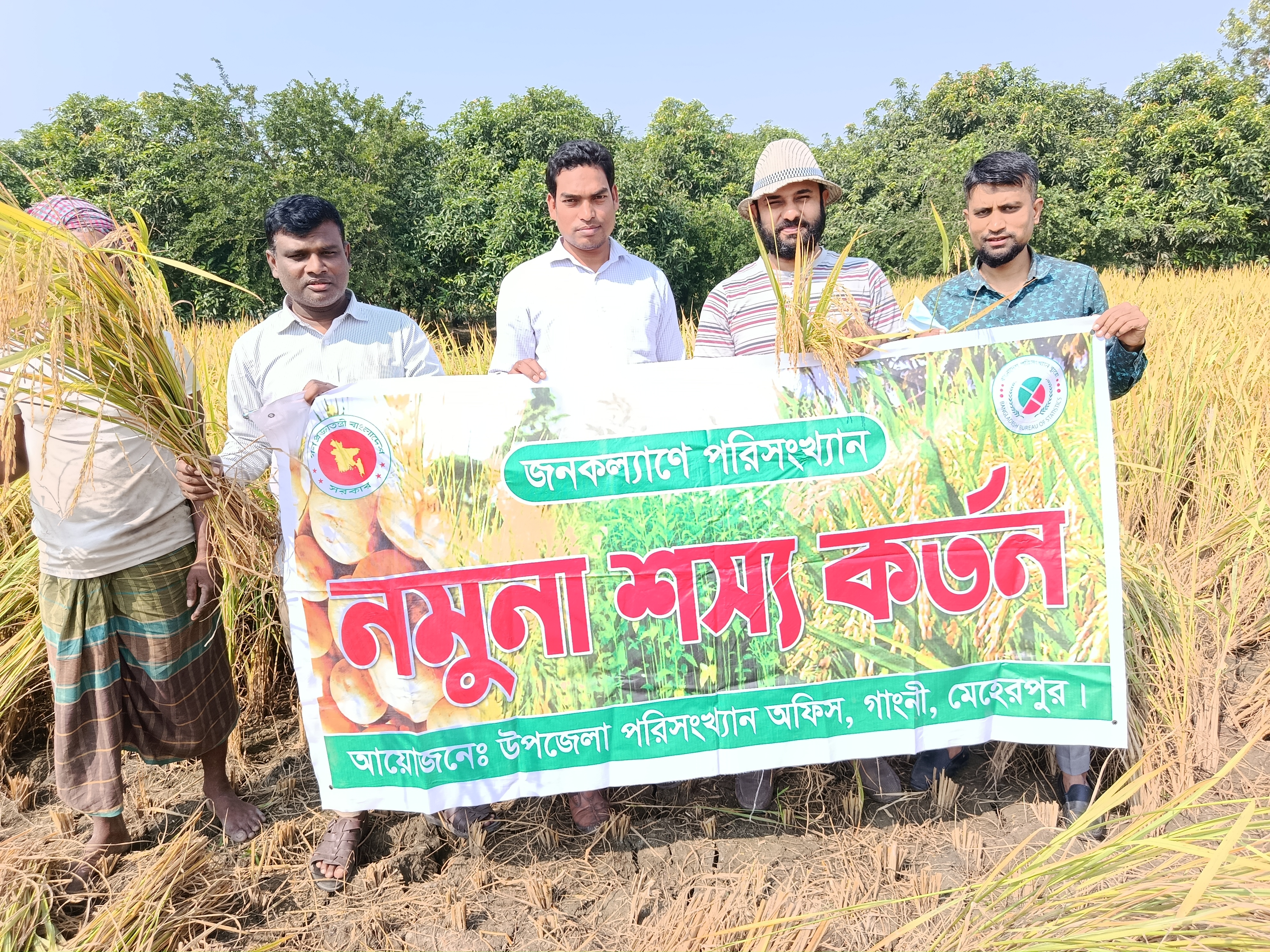 দেশব্যাপি আমন ফসলের নমুনা শস্য কর্তন