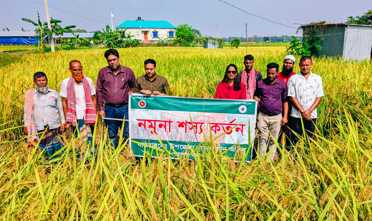 আমন ফসল কর্তনের ছবি